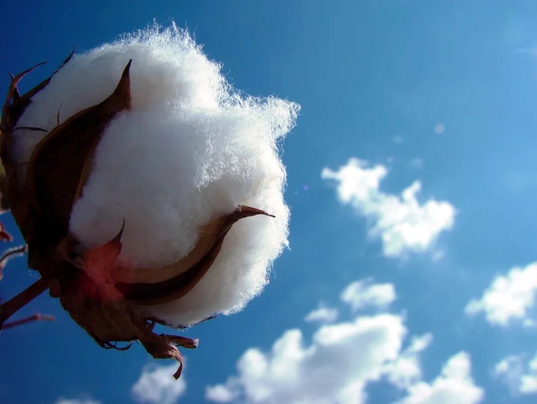 为什么棉花是可持续性原料？有关棉的常见问题看这里