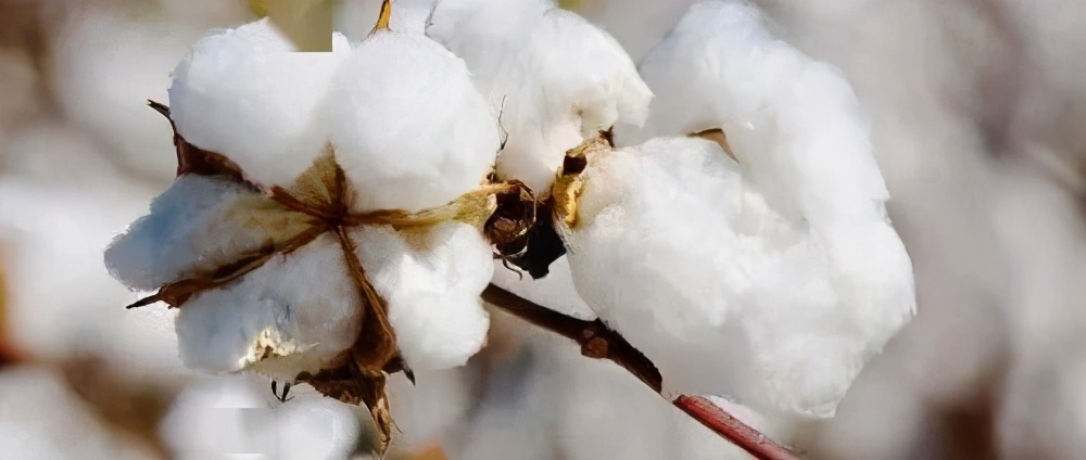 纺织原料全线普涨，纱线涨幅最高27.1%！纺织形势大好吗？