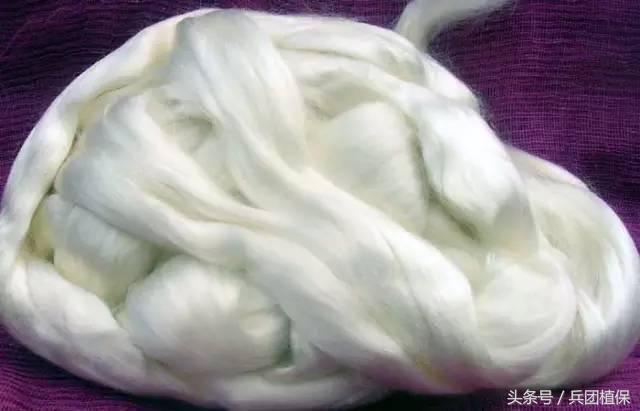 棉纤维：结构还有性能