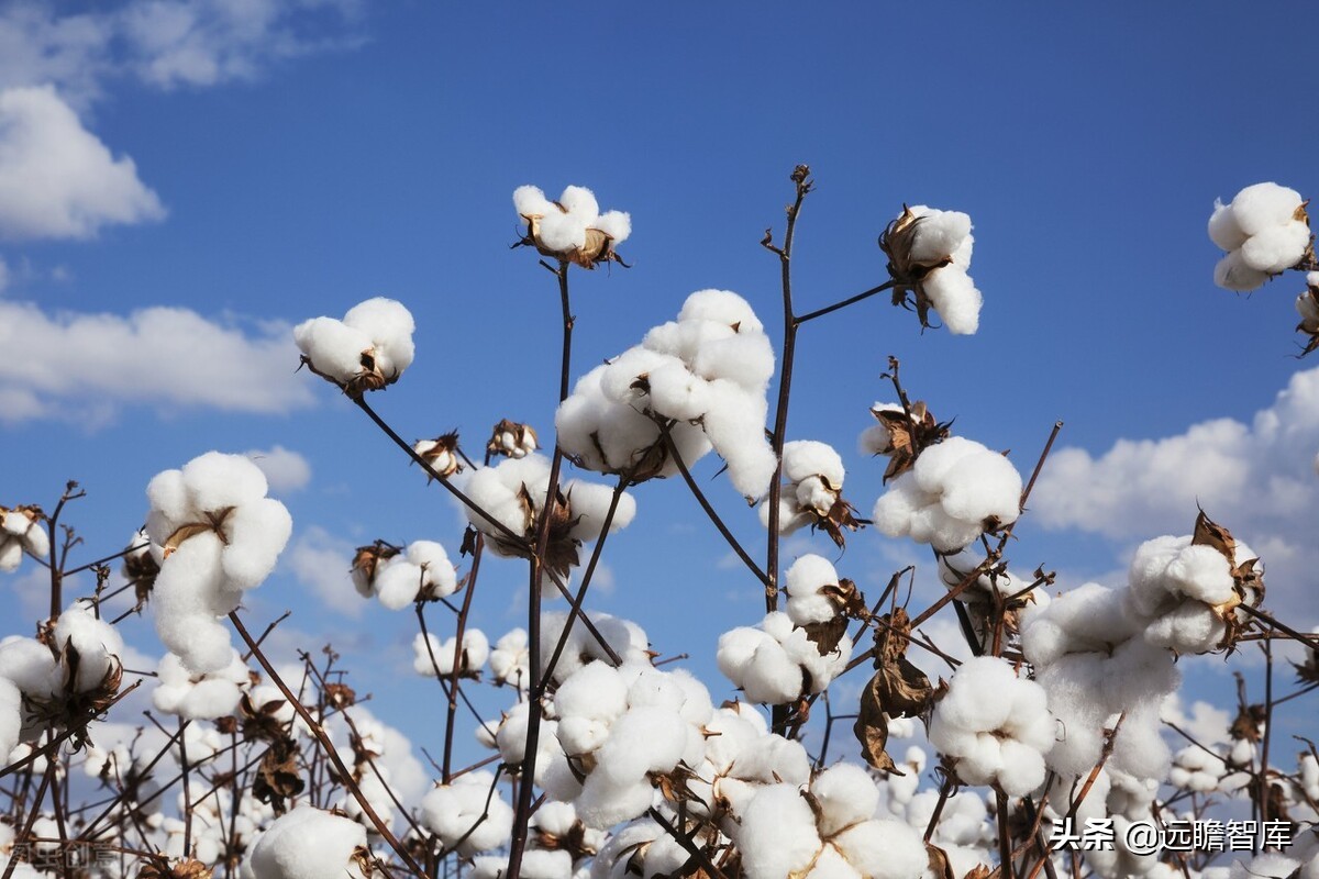 纺织服装行业:盈利能力回升、偿债能力提高,看行业的风险与机会